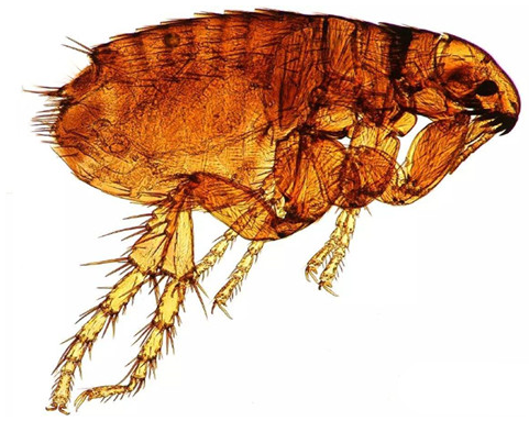 QQ圖片20180426165335.png QQ圖片20180426165335.png